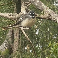 Rhipidura albiscapa (Grey Fantail) at Bonny Hills, NSW - 20 Jan 2025 by pls047