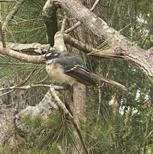 Rhipidura albiscapa at Bonny Hills, NSW - suppressed