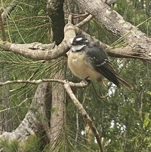 Rhipidura albiscapa at Bonny Hills, NSW - suppressed