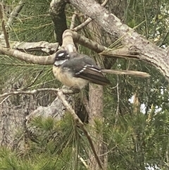 Rhipidura albiscapa at Bonny Hills, NSW - suppressed