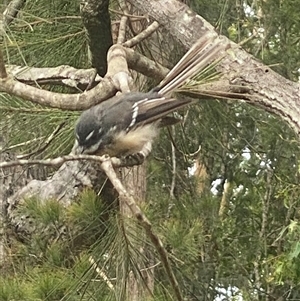 Rhipidura albiscapa at Bonny Hills, NSW - suppressed