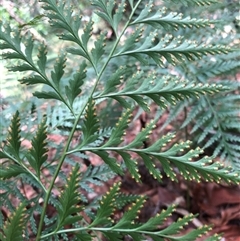 Davallia solida var. pyxidata (Hare's Foot Fern) at Kungala, NSW - 6 Feb 2025 by donnanchris