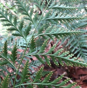 Davallia solida var. pyxidata at Kungala, NSW - suppressed
