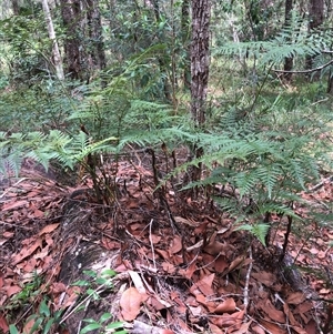 Davallia solida var. pyxidata at Kungala, NSW - suppressed