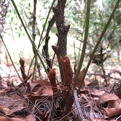 Davallia solida var. pyxidata at Kungala, NSW - suppressed