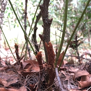 Davallia solida var. pyxidata at Kungala, NSW - suppressed