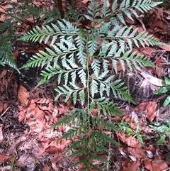 Davallia solida var. pyxidata at Kungala, NSW - suppressed