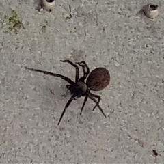 Badumna sp. (genus) (Lattice-web spider) at Copmanhurst, NSW - 28 Dec 2024 by MazzV