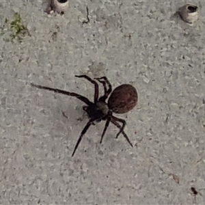 Badumna (genus) at Copmanhurst, NSW - suppressed