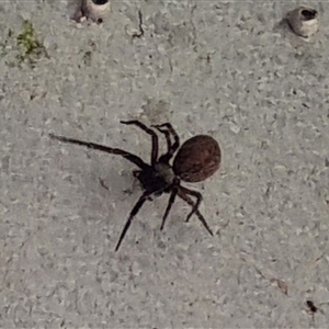 Badumna sp. (genus) (Lattice-web spider) at Copmanhurst, NSW - 28 Dec 2024 by MazzV