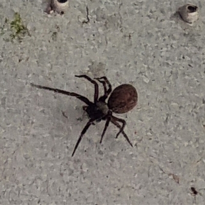 Badumna sp. (genus) (Lattice-web spider) at Copmanhurst, NSW - 28 Dec 2024 by MazzV