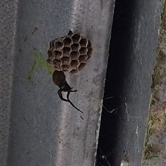 Badumna (genus) at Copmanhurst, NSW - suppressed
