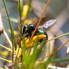 Xylocopa (Lestis) aerata (Golden-Green Carpenter Bee) at Bargo, NSW - 4 Feb 2025 by Snows