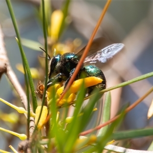 Xylocopa (Lestis) aerata (Golden-Green Carpenter Bee) at Bargo, NSW - 4 Feb 2025 by Snows