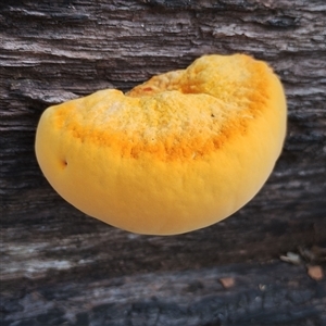 Piptoporus australiensis (Curry Punk) at Potato Point, NSW - Yesterday by Teresa