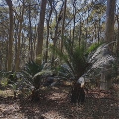 Macrozamia communis (Burrawang) at Potato Point, NSW - 6 Feb 2025 by Teresa