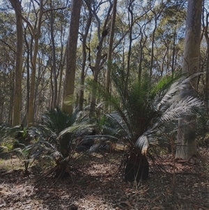 Macrozamia communis (Burrawang) at Potato Point, NSW - Today by Teresa