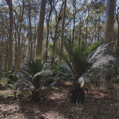 Macrozamia communis (Burrawang) at Potato Point, NSW - 6 Feb 2025 by Teresa