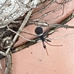 Mictis caja (Large Squash Bug) at Copmanhurst, NSW by MazzV