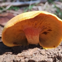 Gymnopilus ferruginosus at Potato Point, NSW - Yesterday by Teresa