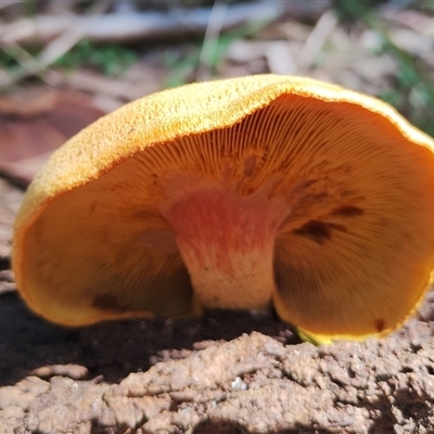 Gymnopilus ferruginosus at Potato Point, NSW - 6 Feb 2025 by Teresa