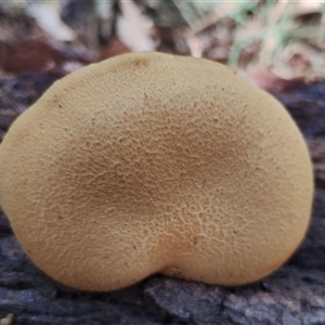 Gymnopilus ferruginosus at Potato Point, NSW - 6 Feb 2025 11:11 AM