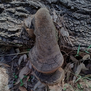 Phellinus sp. (Phellinus sp.) at Potato Point, NSW - Yesterday by Teresa