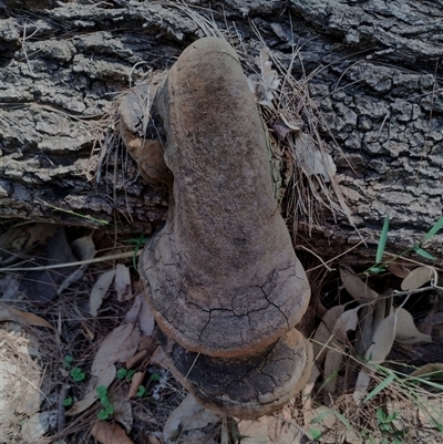 Phellinus sp. (Phellinus sp.) at Potato Point, NSW - Yesterday by Teresa