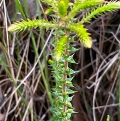 Woollsia pungens (Snow Wreath) at Bonny Hills, NSW - 4 Feb 2025 by pls047