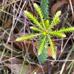 Woollsia pungens at Bonny Hills, NSW - suppressed