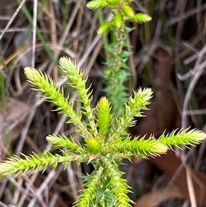 Woollsia pungens at Bonny Hills, NSW - suppressed