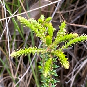 Woollsia pungens at Bonny Hills, NSW - suppressed