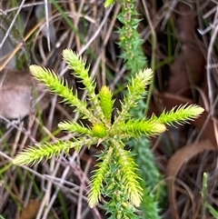 Woollsia pungens at Bonny Hills, NSW - suppressed