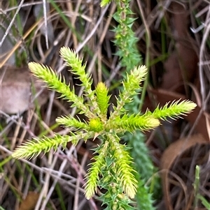 Woollsia pungens at Bonny Hills, NSW - suppressed
