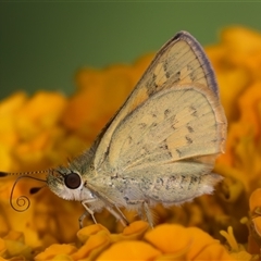 Ocybadistes walkeri at Symonston, ACT - 4 Feb 2025 by rawshorty