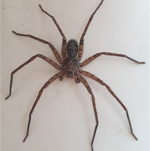 Heteropoda sp. (genus) at Copmanhurst, NSW - suppressed