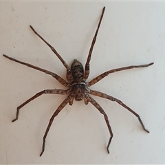 Heteropoda sp. (genus) at Copmanhurst, NSW - suppressed