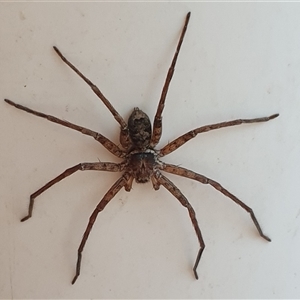 Heteropoda sp. (genus) at Copmanhurst, NSW - suppressed
