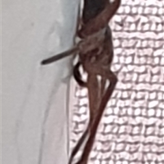 Heteropoda sp. (genus) at Copmanhurst, NSW - suppressed