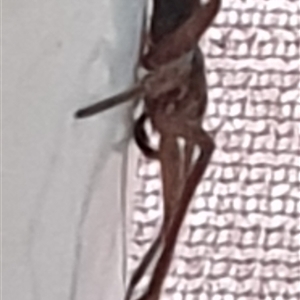 Heteropoda sp. (genus) at Copmanhurst, NSW - suppressed