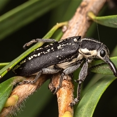 Rhinotia sp. (genus) (Unidentified Rhinotia weevil) at Acton, ACT - 6 Feb 2025 by Roger