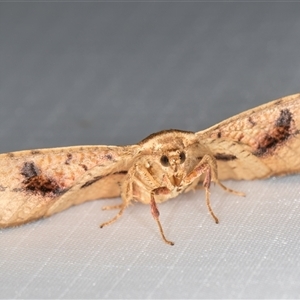 Aglaopus pyrrhata (Leaf Moth) at Melba, ACT - 3 Feb 2025 by kasiaaus