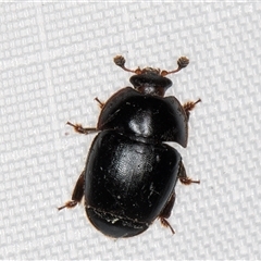 Nitidulidae sp. (family) (Sap beetle) at Melba, ACT - 3 Feb 2025 by kasiaaus