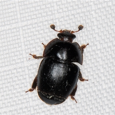 Nitidulidae sp. (family) (Sap beetle) at Melba, ACT - 3 Feb 2025 by kasiaaus