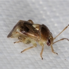 Coridromius (genus) (A plant bug) at Melba, ACT - 3 Feb 2025 by kasiaaus