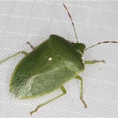 Nezara viridula (Green vegetable bug) at Melba, ACT - 3 Feb 2025 by kasiaaus