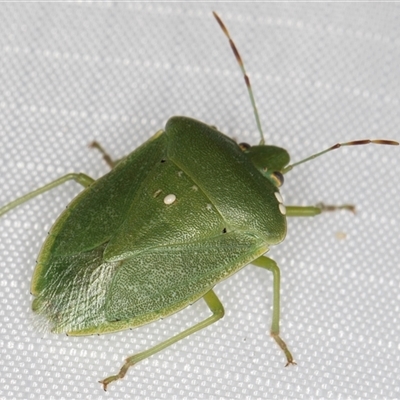 Nezara viridula (Green vegetable bug) at Melba, ACT - 3 Feb 2025 by kasiaaus