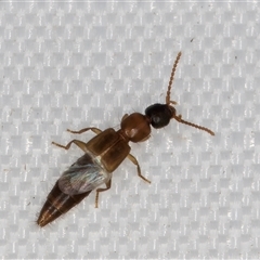 Unidentified Rove beetles (Staphylinidae) at Melba, ACT - 3 Feb 2025 by kasiaaus