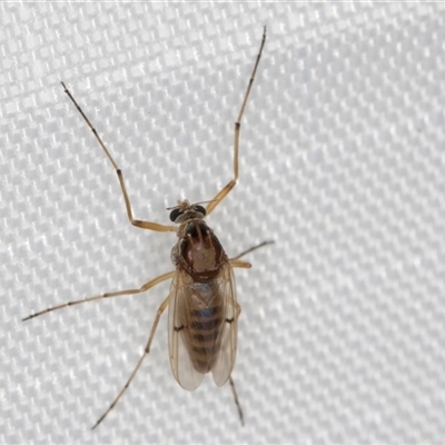 Ceratopogonidae (family) (Biting Midge) at Melba, ACT - 3 Feb 2025 by kasiaaus