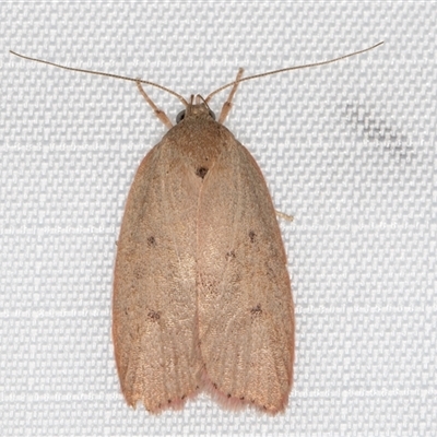 Prionocris protoxantha (A Concealer moth (Wingia group) at Melba, ACT - 3 Feb 2025 by kasiaaus